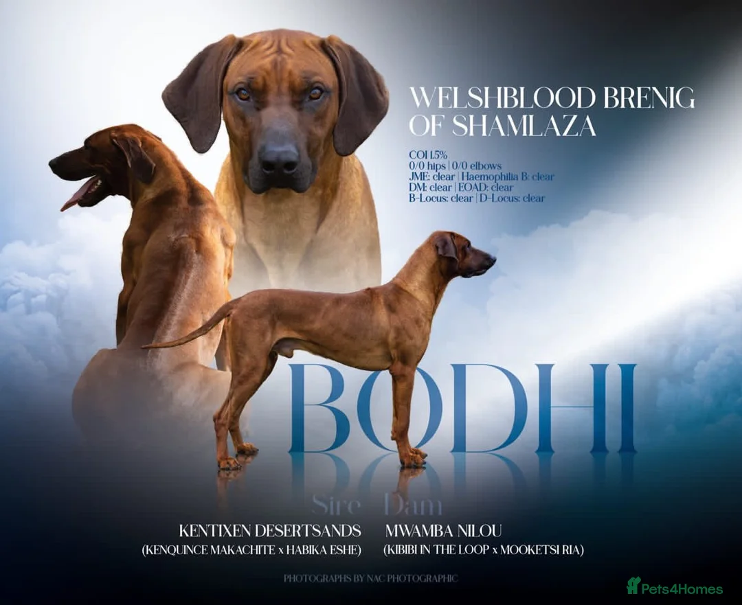Rhodesian Ridgeback dogs for sale: KC Rhodesian Ridgebacks - Advert 19