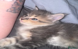 Maine Coon cats for sale: Mainecoons x ragdoll - Image 8