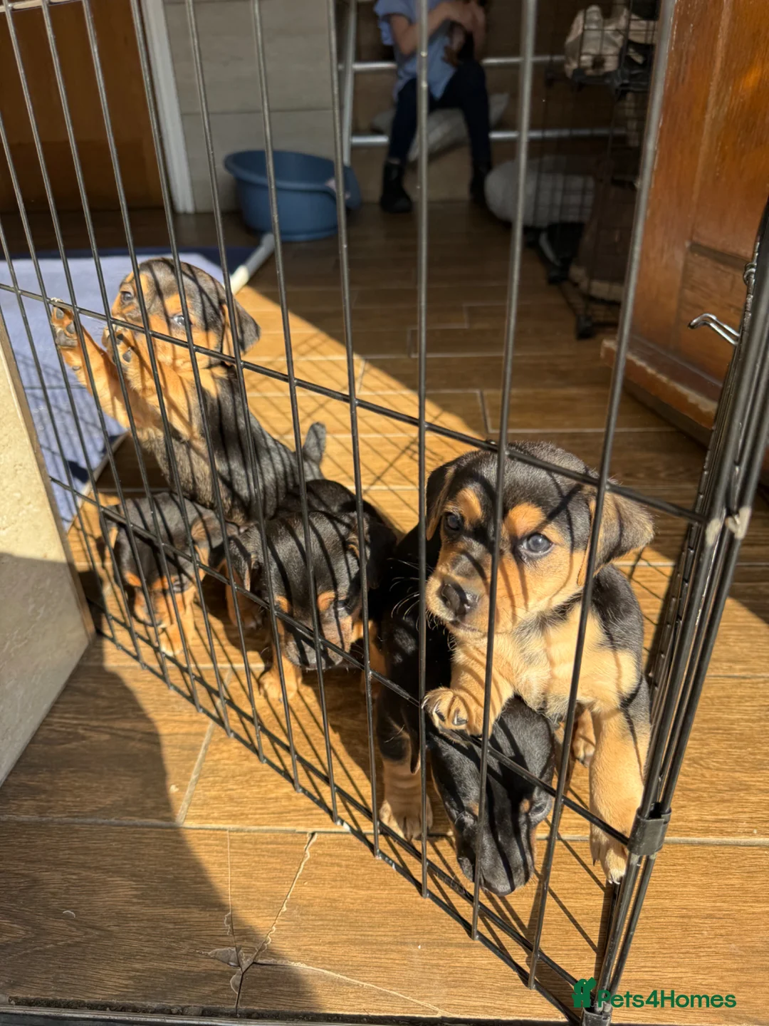 Jack Russell dogs for sale: Black and Tan Jack Russell’s  - Advert 2