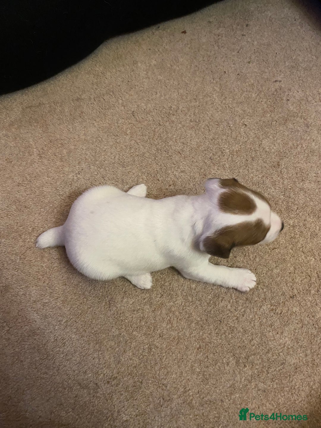 Jack Russell dogs for sale: Small Jack Russell pups  - Image 8