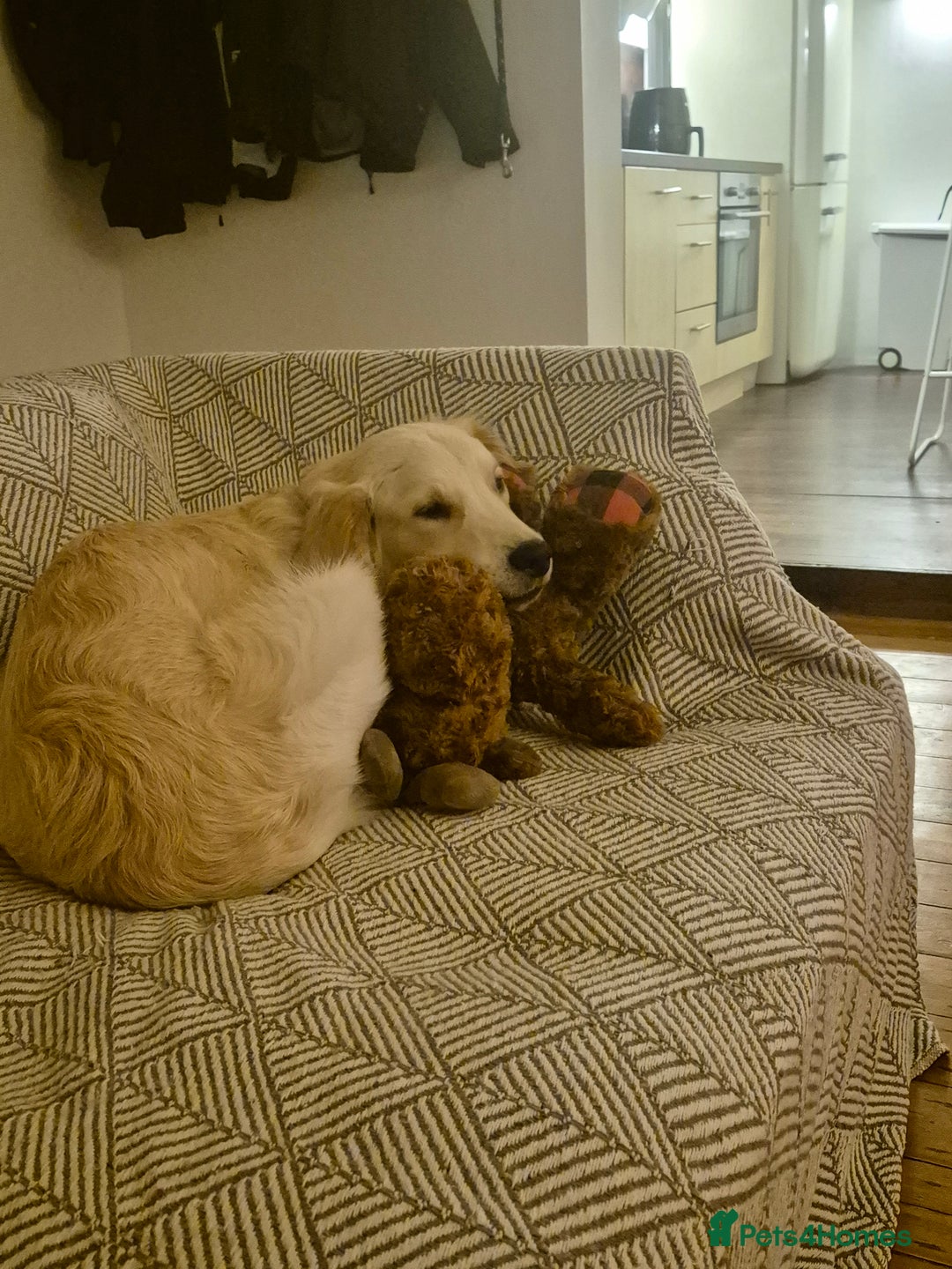 Golden Retriever dogs for sale: Golden retriever 10 months old - Advert 6