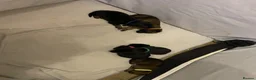 Belgian Shepherd Dog dogs for sale: Belgium malinios x Dutch hurder  - Advert 1
