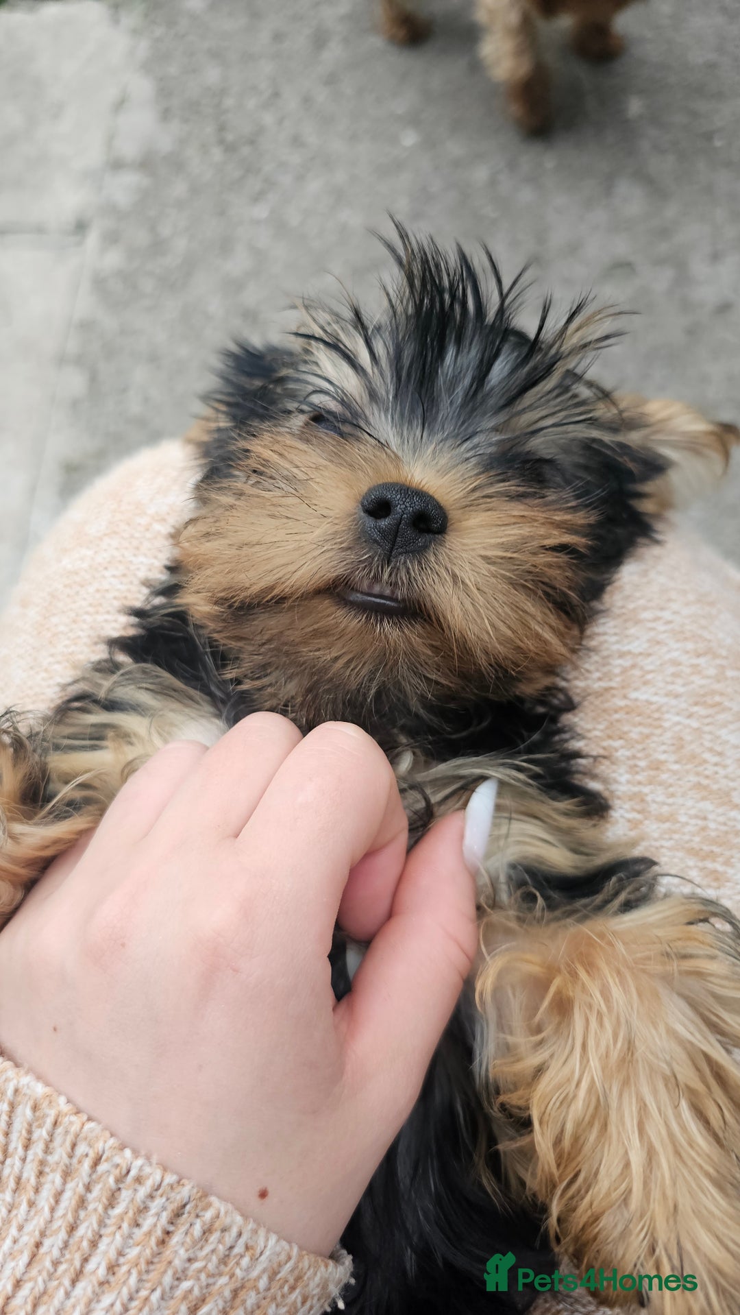 Yorkshire Terrier dogs for sale: 1 Male , Miniature Yorkshire  in Manchester - Image 29