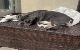 French Bulldog dogs for sale: 7 months old boys  - Image 2