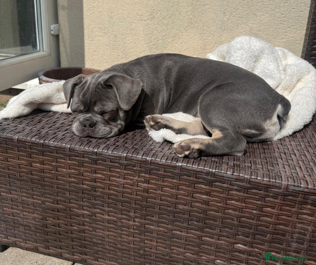 French Bulldog dogs for sale: 7 months old boys  - Image 2