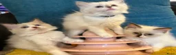 Ragdoll cats for sale: Pure ragdoll 7 weeks old clearance sale London  - Advert 4