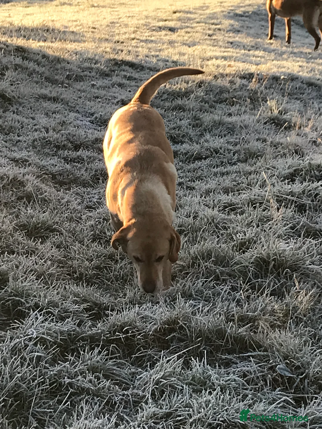 Labrador Retriever dogs for sale: Beautiful 8 year old KC Labrador - Advert 5