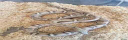Corn Snake reptiles for sale: Scaleless caramel female 100%het scaleless male  - Advert 4