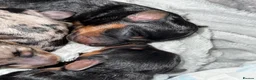 Doxiepoo dogs for sale: ✨ Beautiful Doxiepoo Puppies dapple 🐾🤎🖤 in Leicester - Advert 3