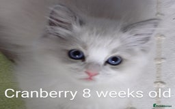 Ragdoll cats for sale: GCCF pedigree ragdoll kittens for sale £850 -£1100 - Image 2