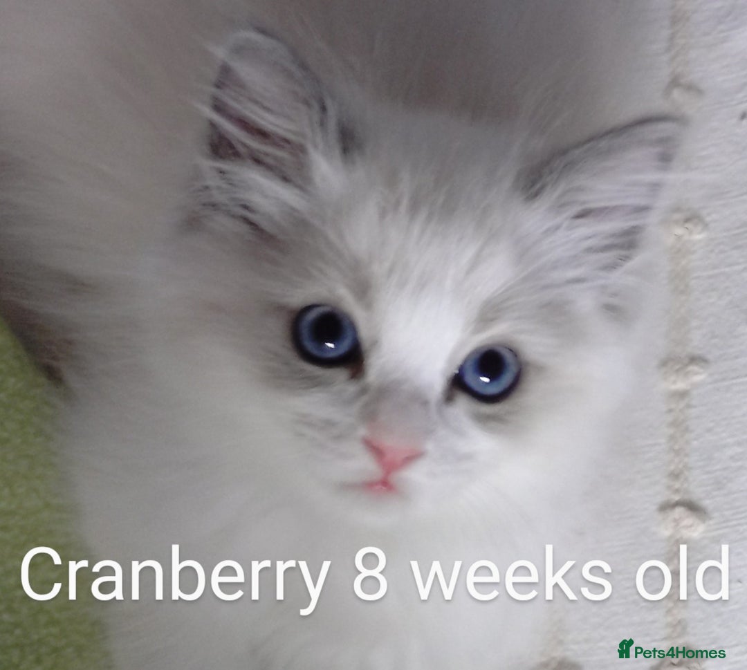 Ragdoll cats for sale: GCCF pedigree ragdoll kittens for sale £850 -£1100 - Image 2