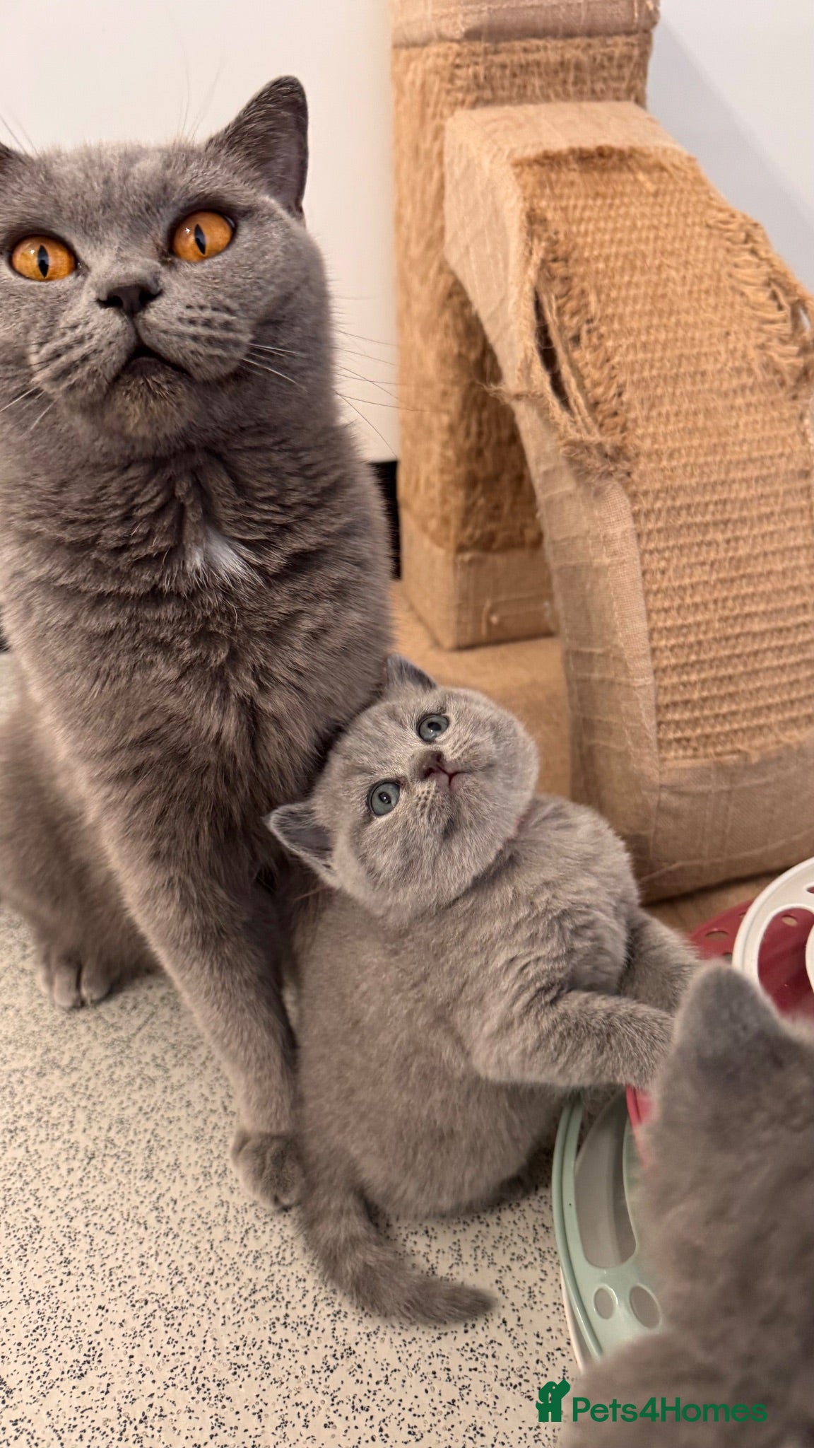 British Shorthair cats Pedigree British Shorthair Kittens - Licensed  - Advert 1