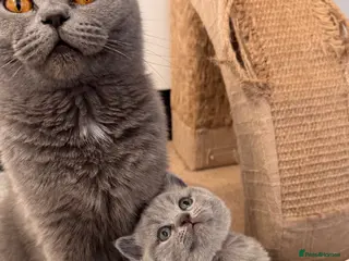 British Shorthair cats for sale: 3 Pedigree British Shorthair Kittens - Licensed - Advert 1