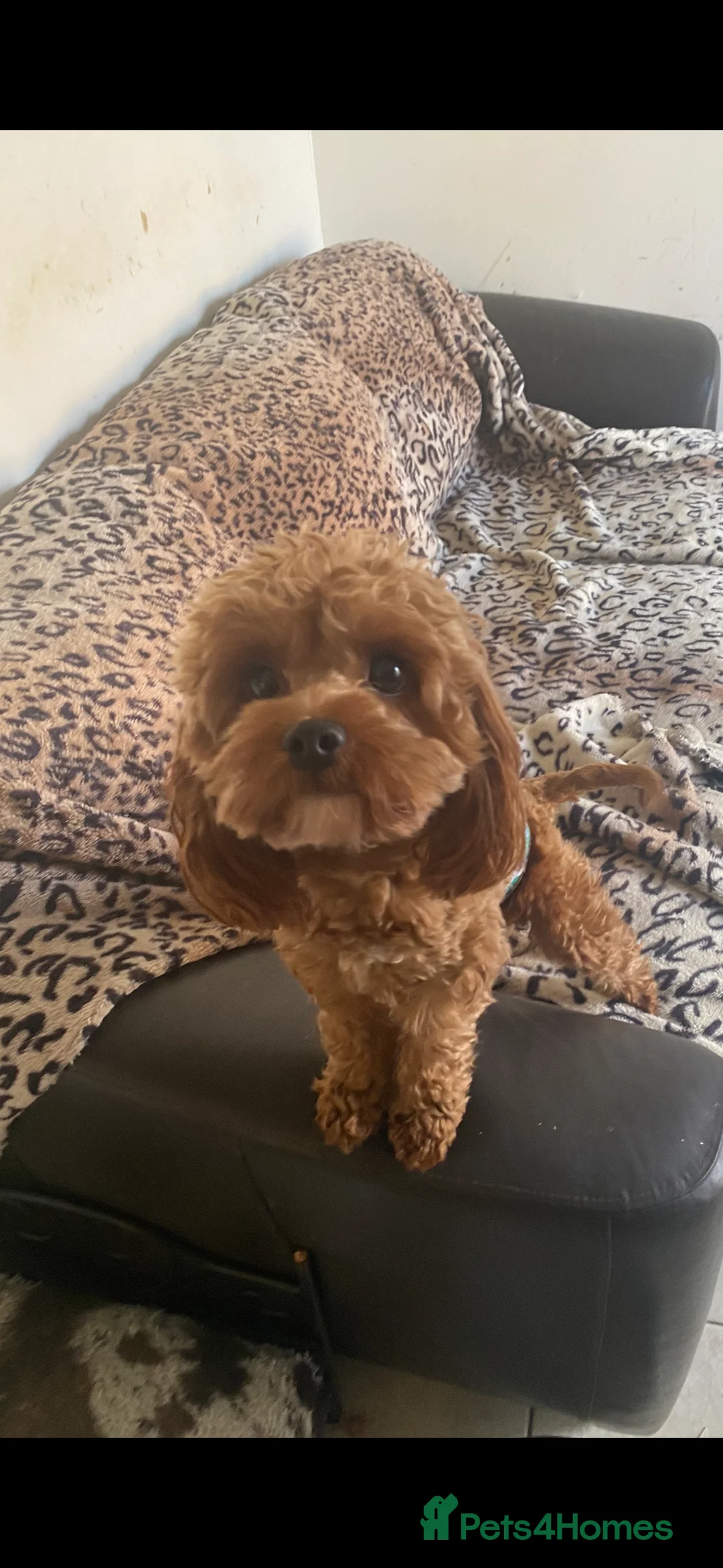 Cavapoo dogs for stud: TINY CAVAPOO STUD ONLY  in Mansfield - Advert 6
