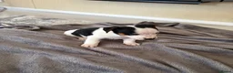 Jack Russell dogs for sale: Jack Russel Puppys - Advert 5
