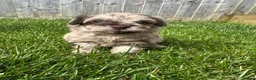 Mixed Breed dogs for sale: Adorable Doxiepoo x Pomeranian Puppies - Advert 17