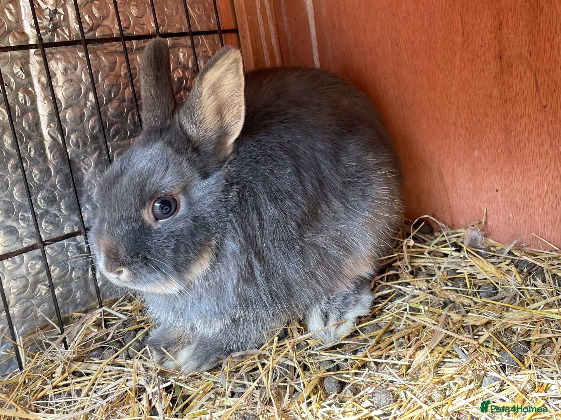 Mini Lop rabbits Dwarf chocolate blue and agouti rabbits  - Advert 14