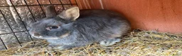 Mini Lop rabbits for sale: Dwarf chocolate blue and agouti rabbits  - Advert 1