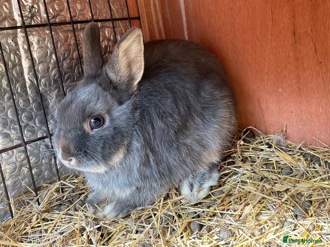 Mini Lop rabbits for sale: Dwarf chocolate blue and agouti rabbits  - Advert 1