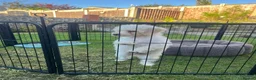 Cockapoo dogs for sale: Cockapoo f1b in Stoke-on-Trent - Advert 3