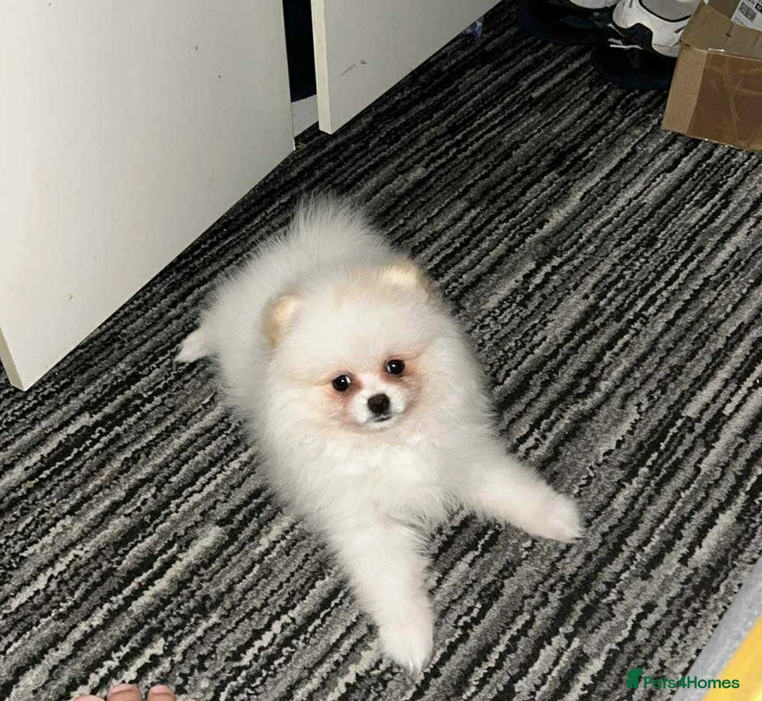 Pomeranian dogs for sale: Pomeranian Female Ready - Advert 1