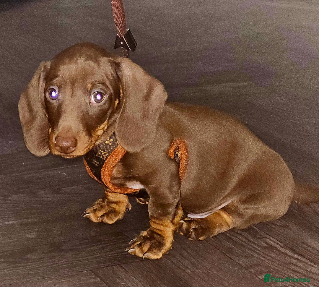 Miniature Dachshund dogs for sale: 🐾 KC Registered Miniature Dachshund Puppy Boy 🐾 - Advert 5