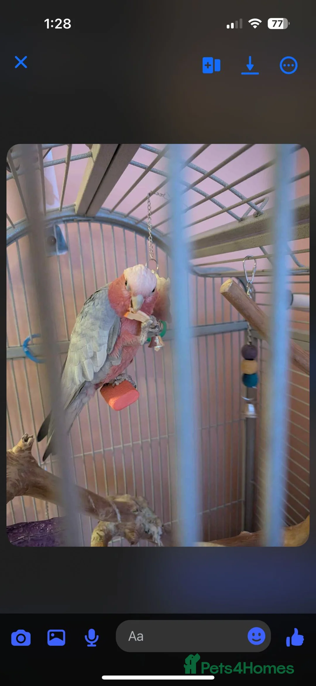 Cockatoo birds for sale: Kenny Friendly Hand Tame Galah - Advert 4