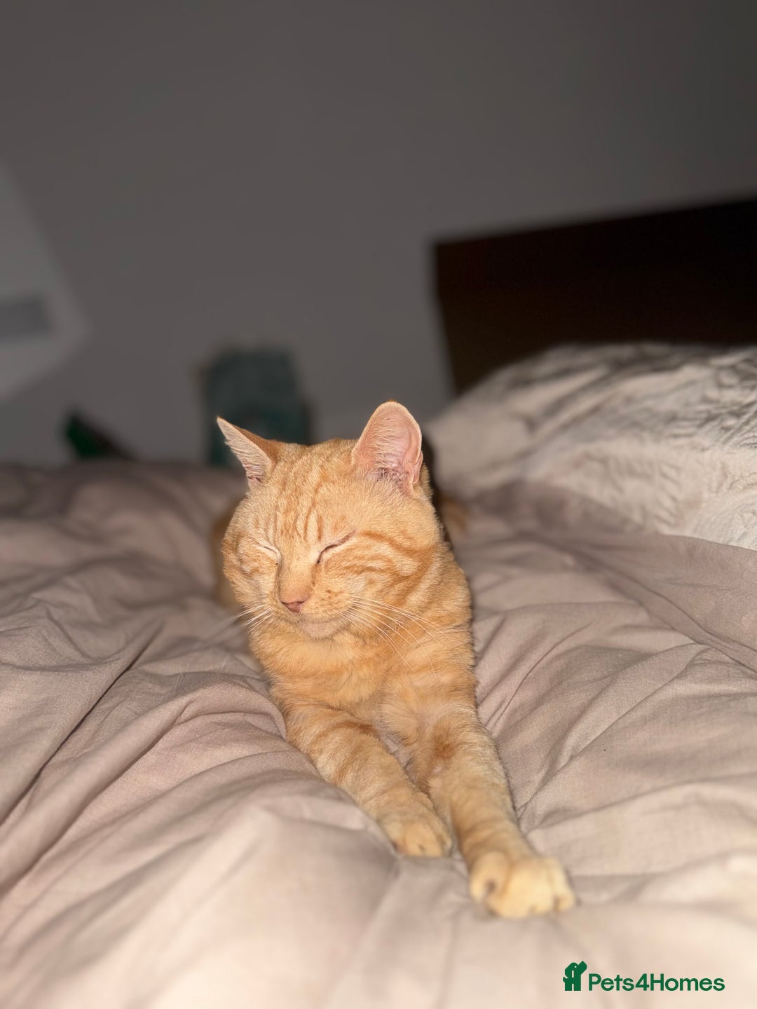 Mixed Breed cats for sale: Boots the blind cat - Advert 3