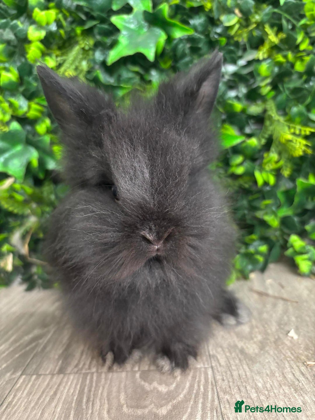 Lionhead rabbits for sale: 2 male lion heads must be sold together - Advert 5
