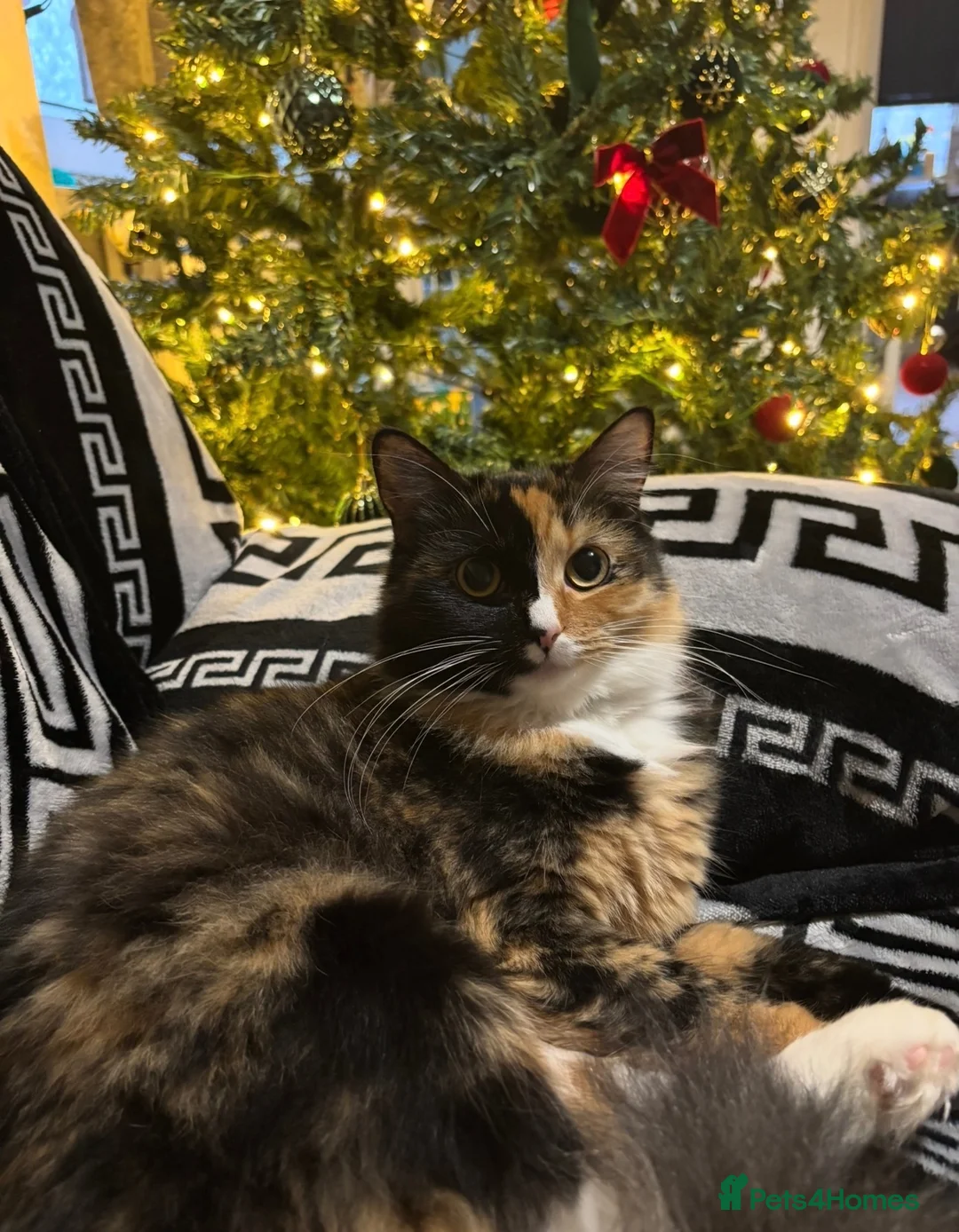 Mixed Breed cats for sale: Cat for re home  in London - Advert 2