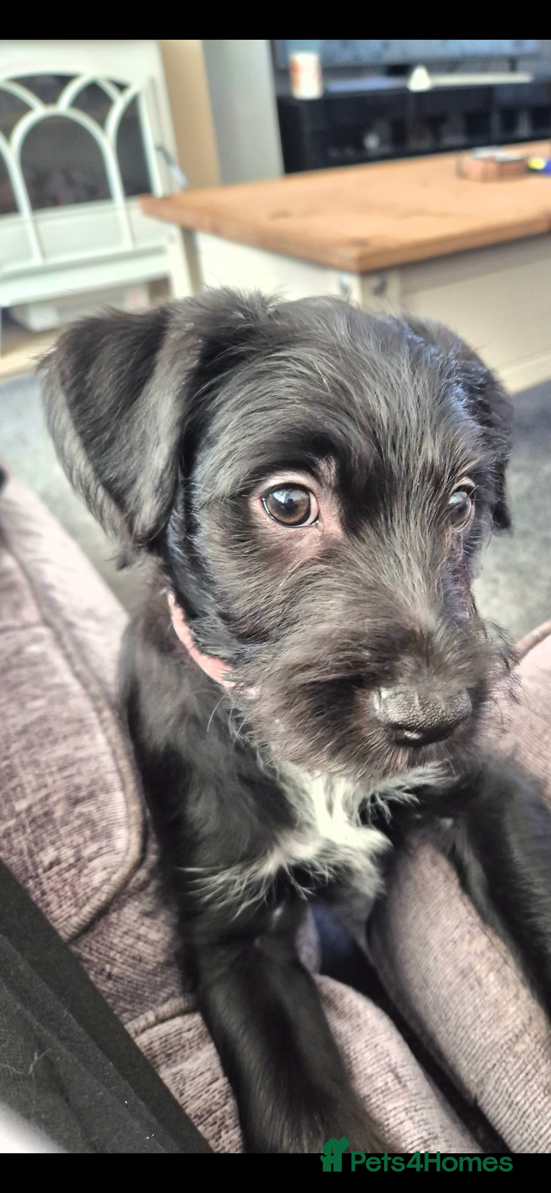 Mixed Breed dogs for sale: Labradoodle lurcher - Advert 3