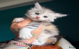 Maine Coon cats for sale: Maine Coons with Tests, Papers & Vet Checks - Advert 2