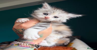 Maine Coon cats Maine Coons with Tests, Papers & Vet Checks - Advert 6