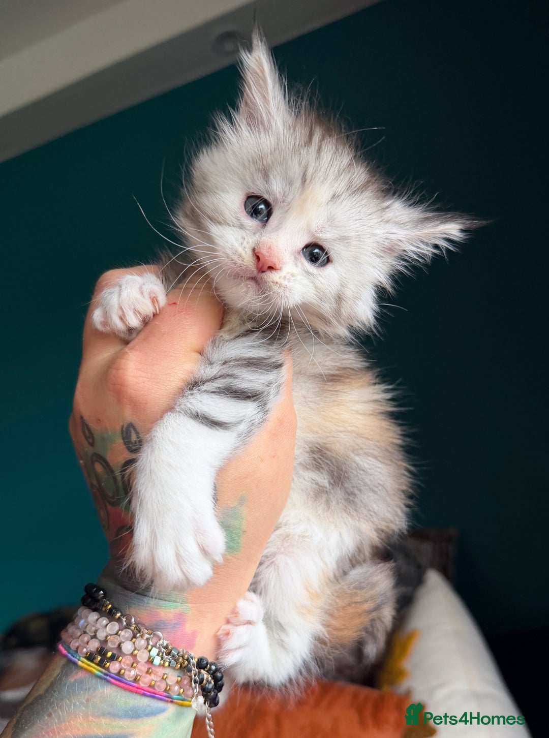 Maine Coon cats for sale: Maine Coons with Tests, Papers & Vet Checks - Advert 2