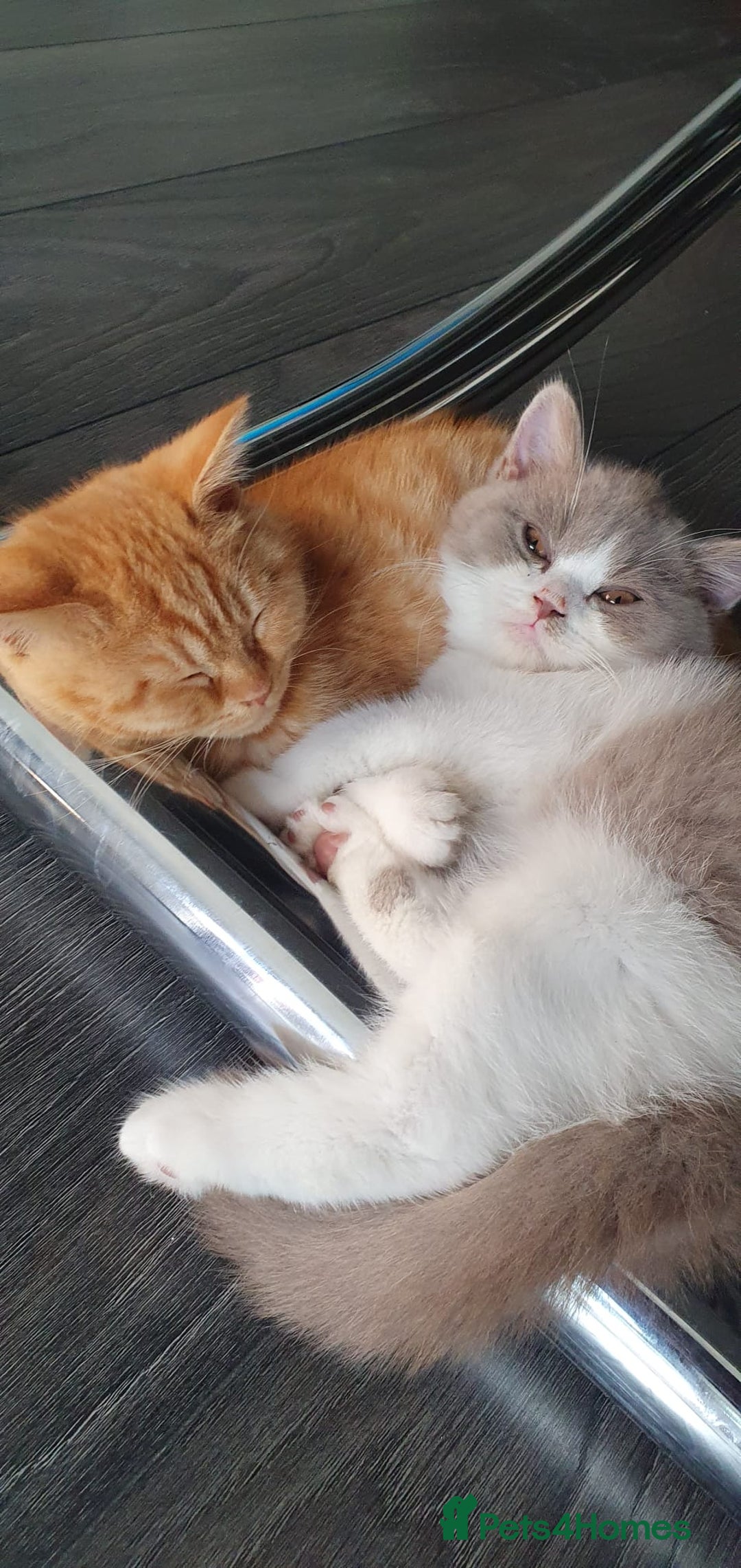 British Shorthair cats for sale:  Two Adorable Male Kittens 😸 ✨ - Image 6