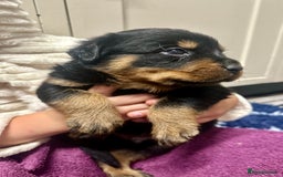 Rottweiler dogs for sale: Stunning Rottweiler puppies 🐶  - Image 11