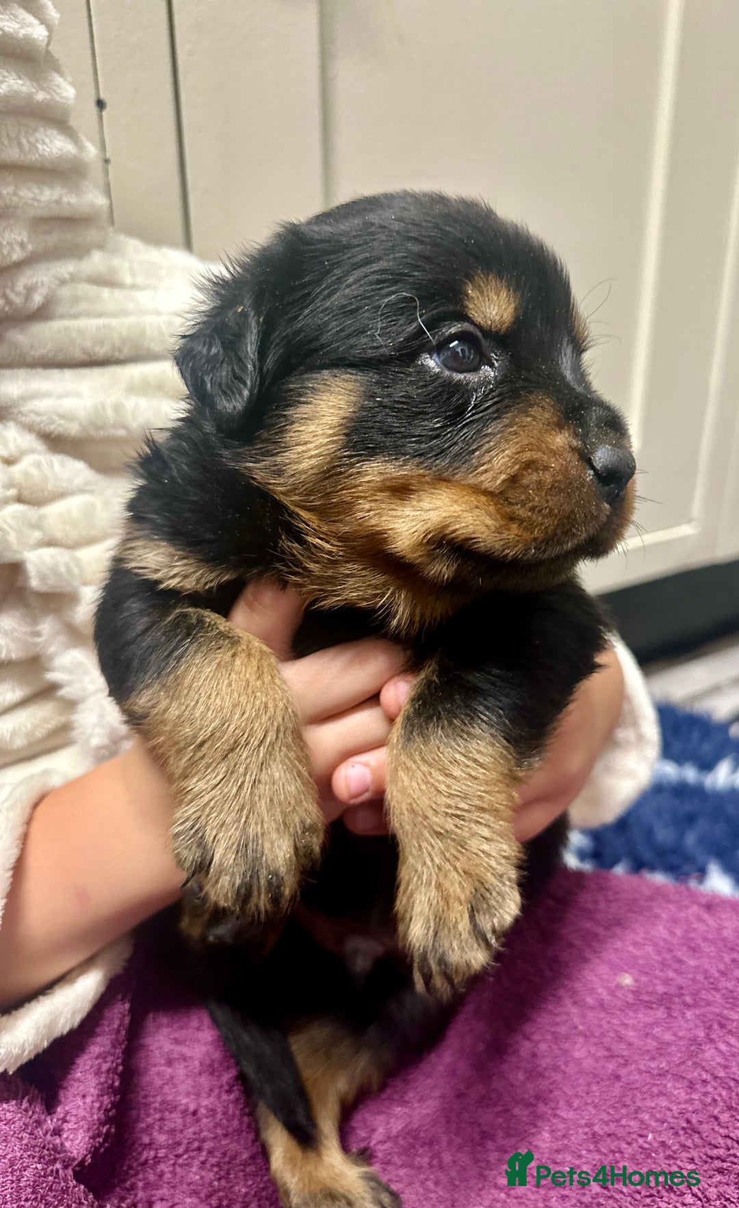 Rottweiler dogs for sale: Stunning Rottweiler puppies 🐶  - Image 11