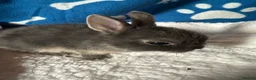 Netherland Dwarf rabbits for sale: Cute and fluffy Pure bred Netherland Dwarves - Advert 6