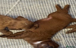Cockapoo dogs for sale: 5 Absolutely gorgeous Fox Red Cockapoo Puppies - Image 11