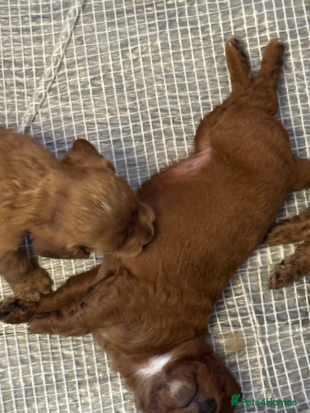 Cockapoo dogs for sale: 5 Absolutely gorgeous Fox Red Cockapoo Puppies - Image 11