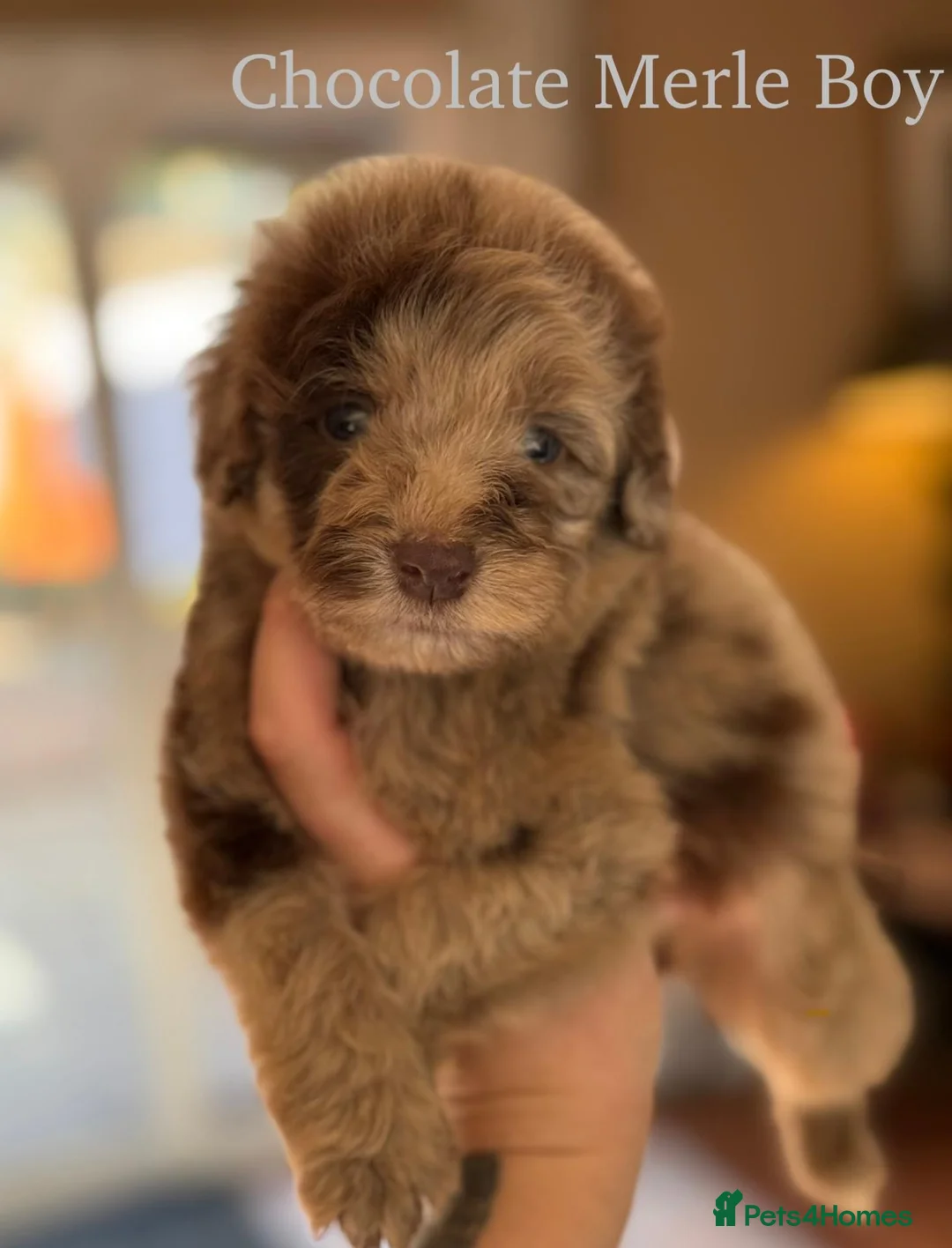 Bordoodle dogs for sale: Beautiful Bordoodle/Colliepoo  - Advert 2