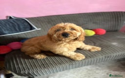 Cockapoo dogs for sale: Gorgeous F1 cockapoo  - Image 3