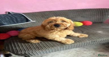 Cockapoo dogs - Advert 5