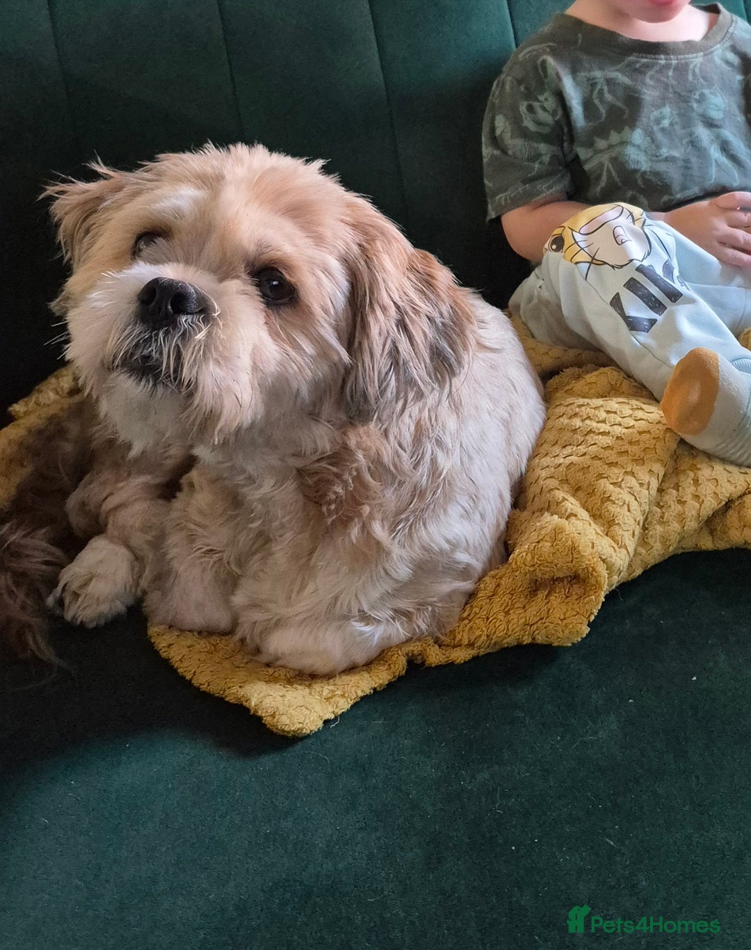 Lhasa Apso dogs for sale: *Gingerbread* seeking a loving home - Advert 2