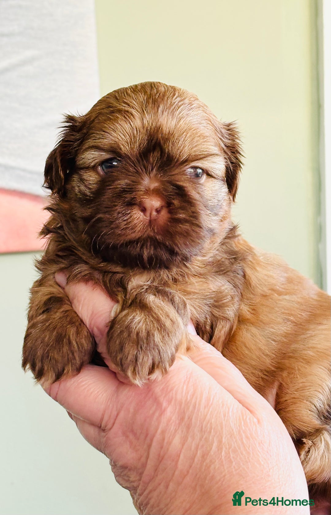 Shih Tzu dogs for sale: Beautiful shih tzu babies  - Advert 2