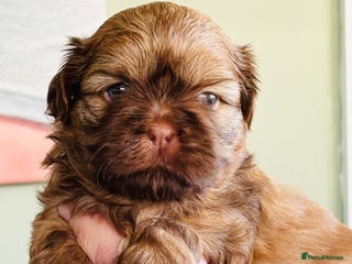 Shih Tzu dogs Beautiful shih tzu babies - Advert 10