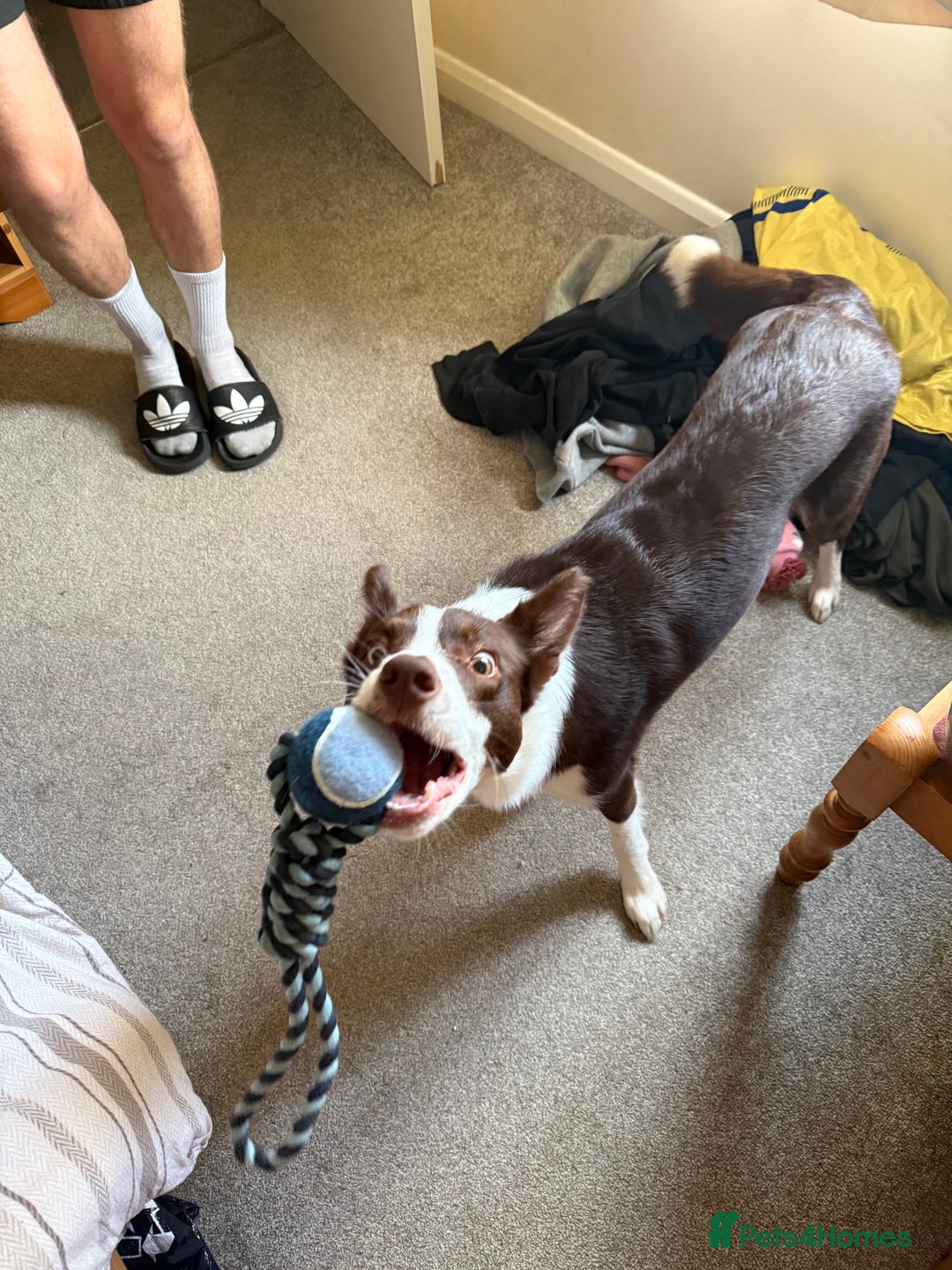 Border Collie dogs for sale: 10 month old Pure Border Collie 🐾 - Advert 12