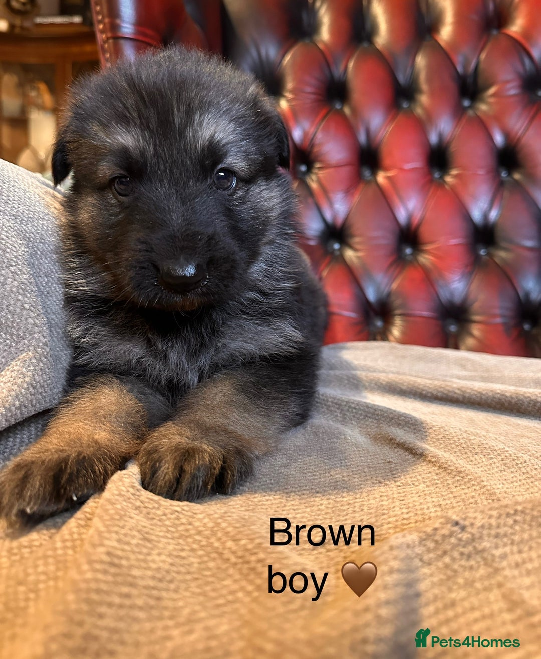 German Shepherd dogs for sale: Long-Haired Straight Back German Shepherd Puppies - Image 25