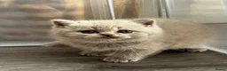 British Shorthair cats for sale: Beautiful British Shorthair Kittens - Advert 23