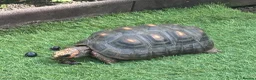 Tortoise reptiles for sale: Beautiful female red foot tortoise  in Woking - Advert 2